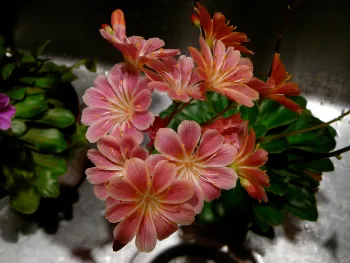 coral colored blossoms of the Lewisia plant