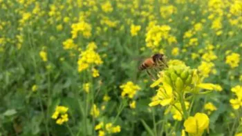 honey bee pollinating a yellow mustard flower