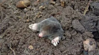 mole sticking its head and arms out of a hole in soil
