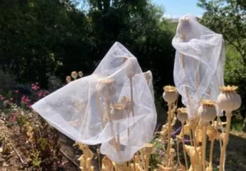 net bags covering poppy seed pods to prevent seeds from blowing away in the wind