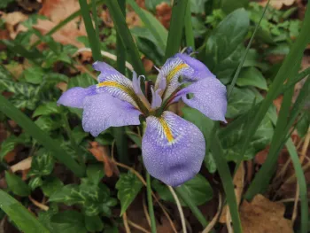 purple Douglas iris flower with yellow and white stripes