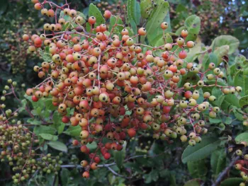 red, organe, and yellow berries on a Toyon ‘Davis Gold’ bush