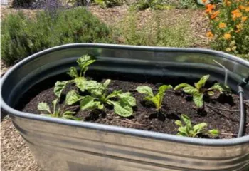 seedlings planted in a tin trough being used as a garden bed