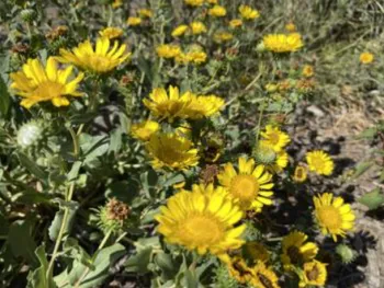 yellow flowers of the San Francisco gum plant