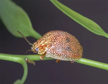 Dotted Paropsine Leaf Beetle