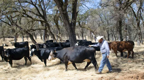 Man walks alongside herd of cattle amid a grove of trees