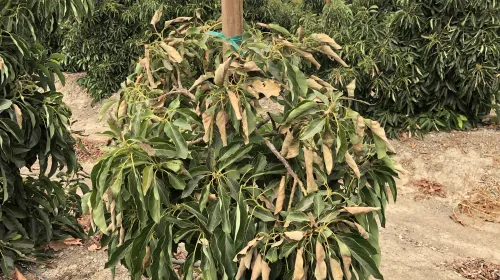 An avocado tree with yellowed, curled leaves over green leaves