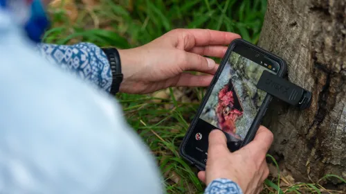 A person takes a photo of a tree damaged by GSOB