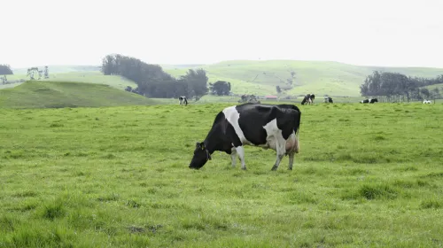 A black and white cow grazes in a green pasture