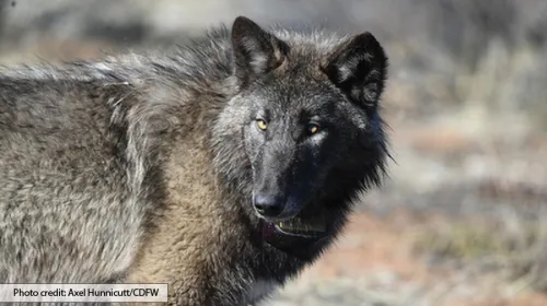 Face and shoulders of a black-faced wolf