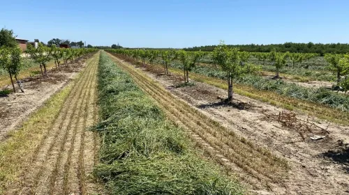 Small, leafy almond trees with cover crop growing between the rows