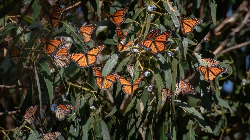 About 20 monarch butterflies, orange and black, cling to the leaves of a tree with their wings open