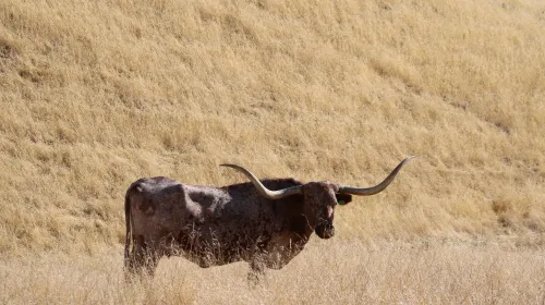 A cow with long horns stands dry field