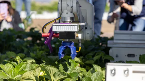 Automatic strawberry picker poised above plants, ready to pick a strawberry