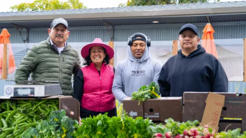 Four farmers stand behind a table of leafy greens