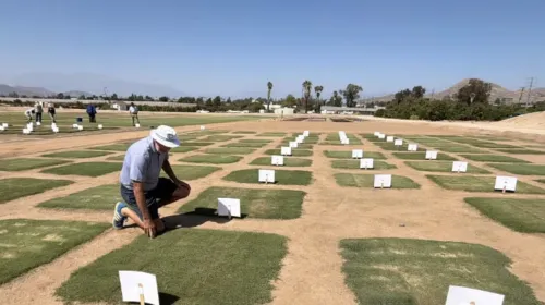 A man kneels down to examine a square of green grass. He is surrounded by squares of turf separated by rows of bare soil in the field