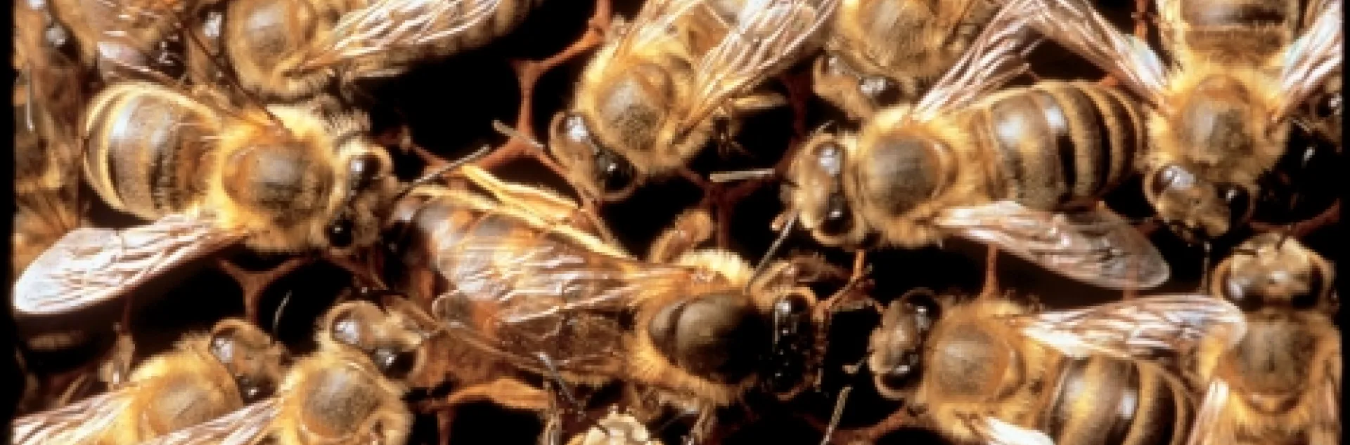 The queen bee (the largest bee, center) is surrounded by her court, the worker bees, who take care of her every need. They feed her, groom her and protect her "and then they have the additional tasks of rearing and feeding her young," said bee breeder-geneticist Susan Cobey of the UC Davis Department of Entomology. (Photo courtesy of Susan Cobey, UC Davis Department of Entomology)