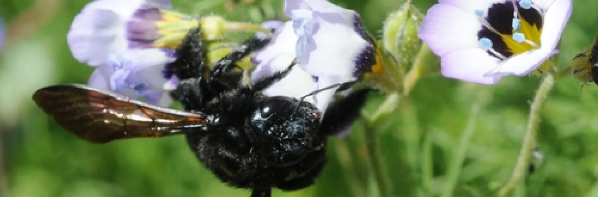 CARPENTER BEE investigates a Bird's Eye blossom (Gilia tricolor) on the UC Davis campus. Pit stop for nectar! (Photo by Kathy Keatley Garvey)