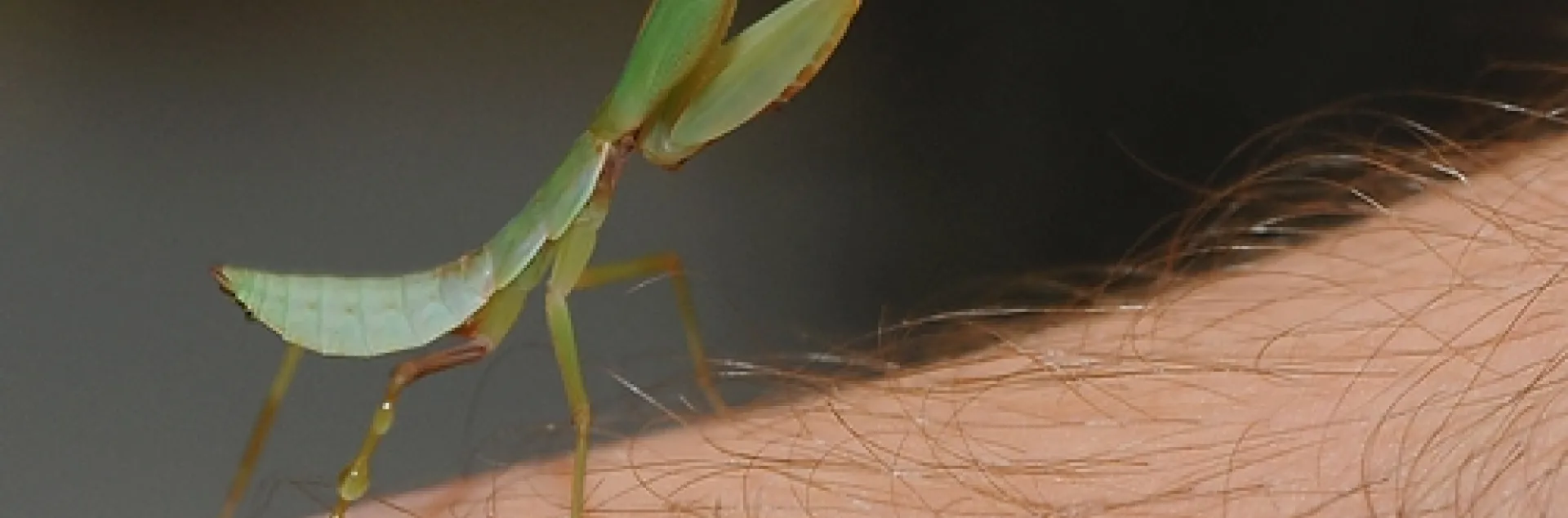 THIS HOODED PRAYING MANTIS, a baby, is a new resident of the Bohart Museum of Entomology. (Photo by Kathy Keatley Garvey)