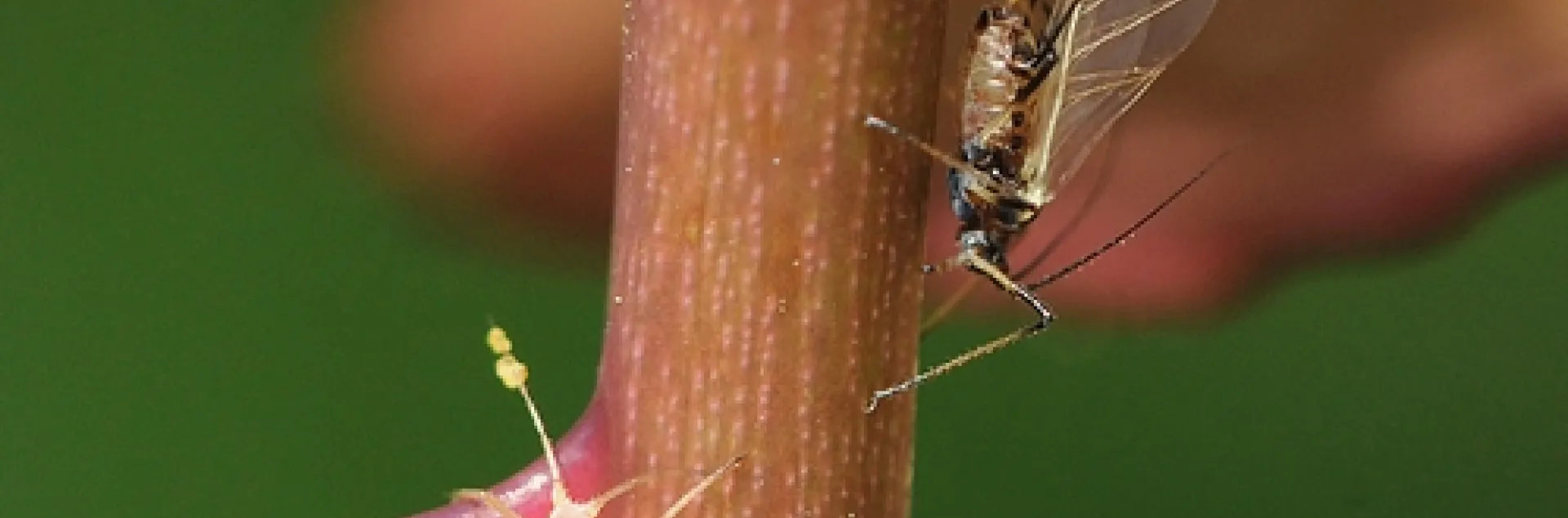 APHIDS ON A ROSE BUSH--Aphids suck plant juices, as these are doing here. (Photo by Kathy Keatley Garvey)