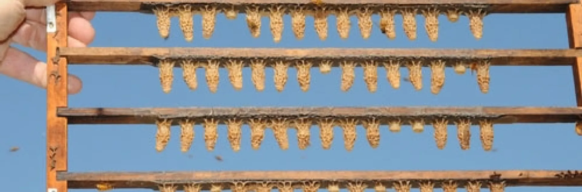 ROWS OF QUEEN BEE CELLS are framed against the blue sky. This photo was taken at the apiary of C. F. Koehnen & Sons, Inc., Glenn, Calif. (Photo by Kathy Keatley Garvey)