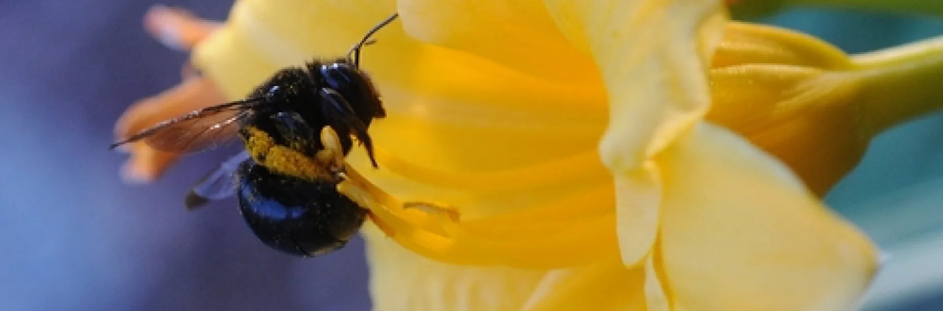 FEMALE carpenter bee (Xylocopata tabaniformis orpifex) visits a day lily. (Pkoto by Kathy Keatley Garvey)