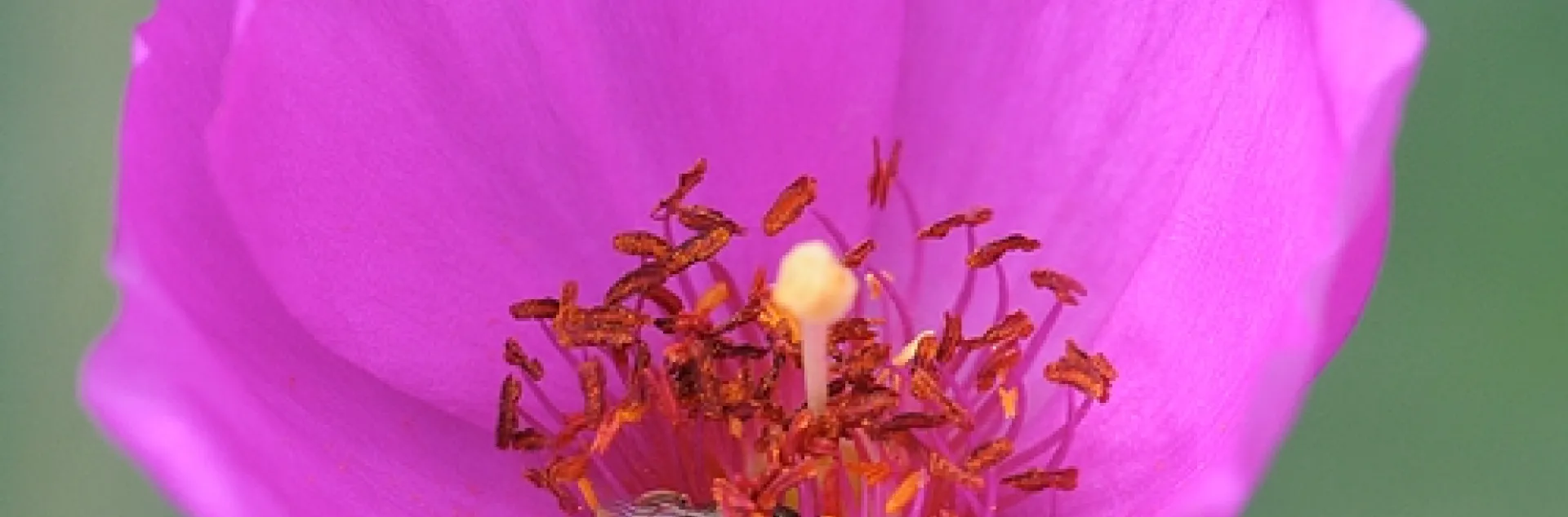 TINY female sweat bee (Halictus tripartitus) nectaring rock purslane. (Photo by Kathy Keatley Garvey)