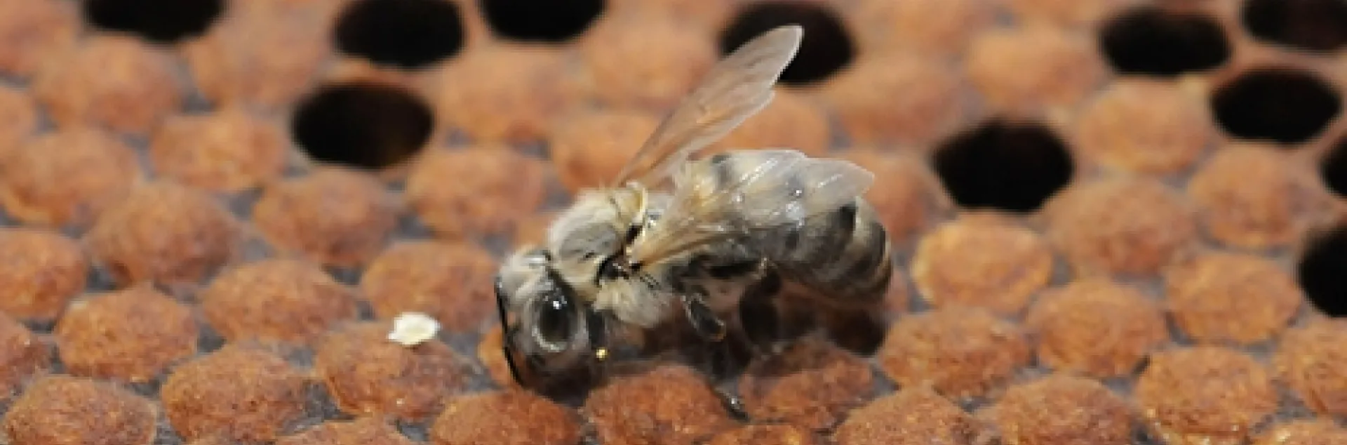 NEWLY EMERGED BEE at the Harry H. Laidlaw Jr. Honey Bee Research Facility, UC Davis. Bees like this are now welcome in Allendale, N.J., thanks to the successful efforts of beekeeper Dianne DiBlasi to lift a ban on backyard beekeeping. (Photo by Kathy Keatley Garvey)