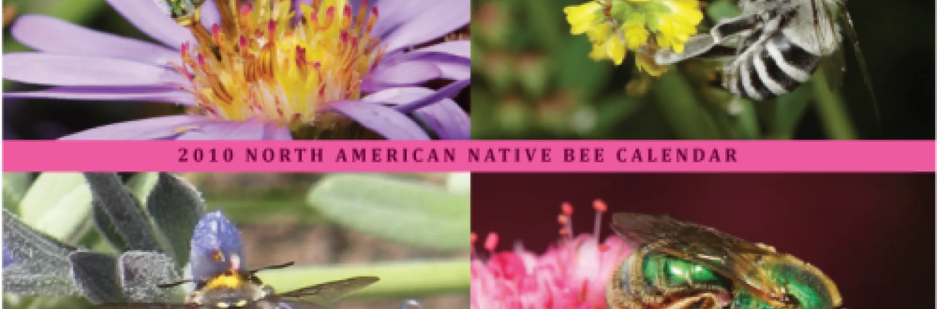 SPECTACULAR PHOTOGRAPHY of entomologist Rollin Coville, who received his doctorate in entomology from UC Berkeley, graces the 2010 Native Bees Calendar, a fundraising project of the Xerces Society and the Great Sunflower Project. (Photos courtesy of Rollin Coville)