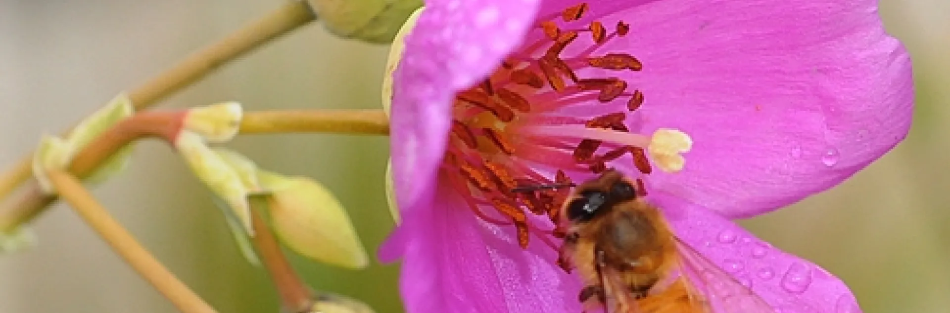 THREE GREEN APHIDS are sucking plant juices from a rock purslane, while a honey bee is sipping nectar. (Photo by Kathy Keatley Garvey)