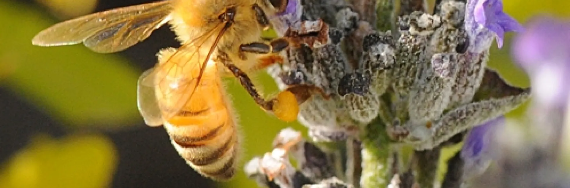 LOOKING like pure gold, an Italian bee nectars lavender. The yellow leaves of a pomegranate tree are in the background. (Photo by Kathy Keatley Garvey)