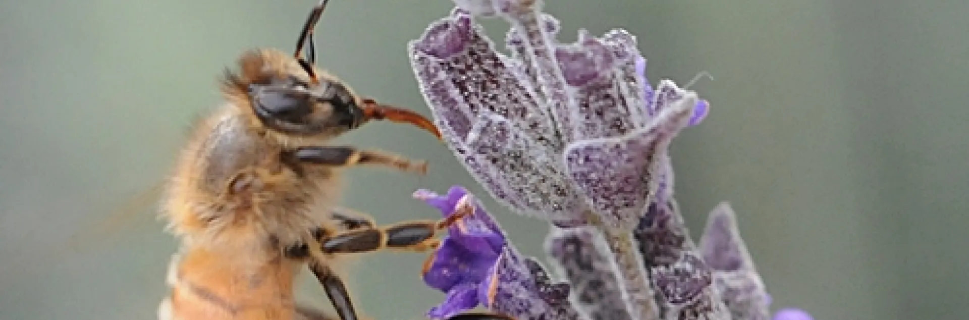 HONEY BEE nectaring lavender. (Photo by Kathy Keatley Garvey)