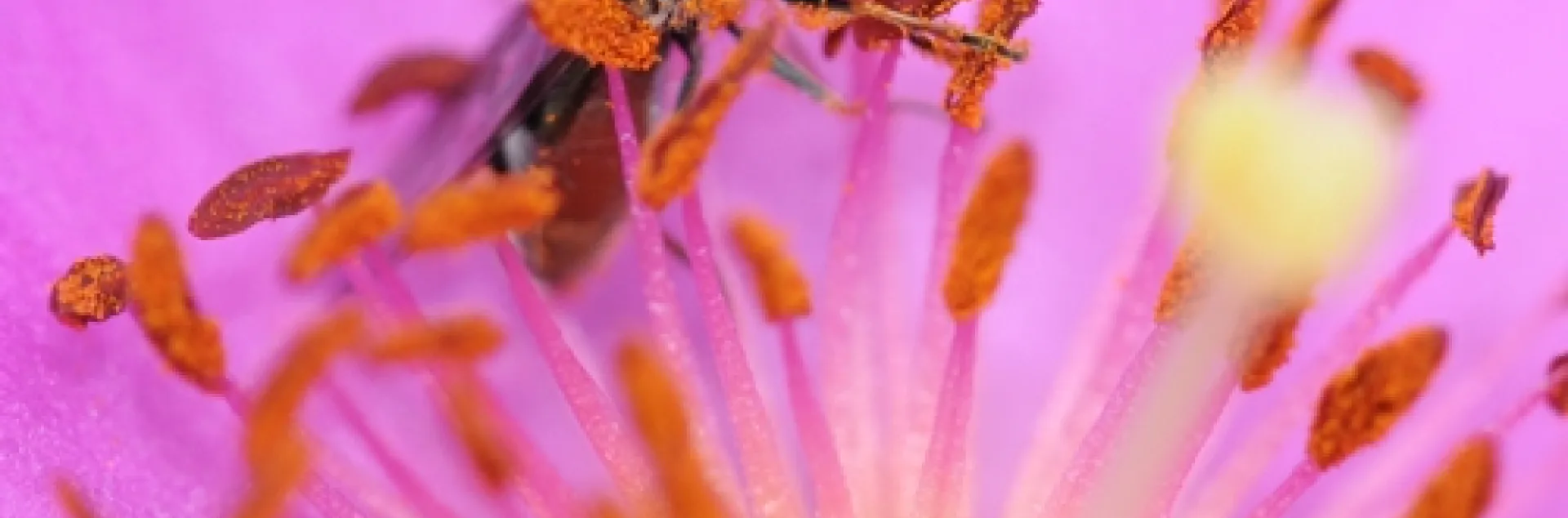 HOVER FLY, aka flower fly, nectars the rock purslane. The insect is from the family Syrphidae, and probably genus Platycheirus, according to native pollinator specialist Robbin Thorp, emeritus professor of entomology at UC Davis. (Photo by Kathy Keatley Garvey)