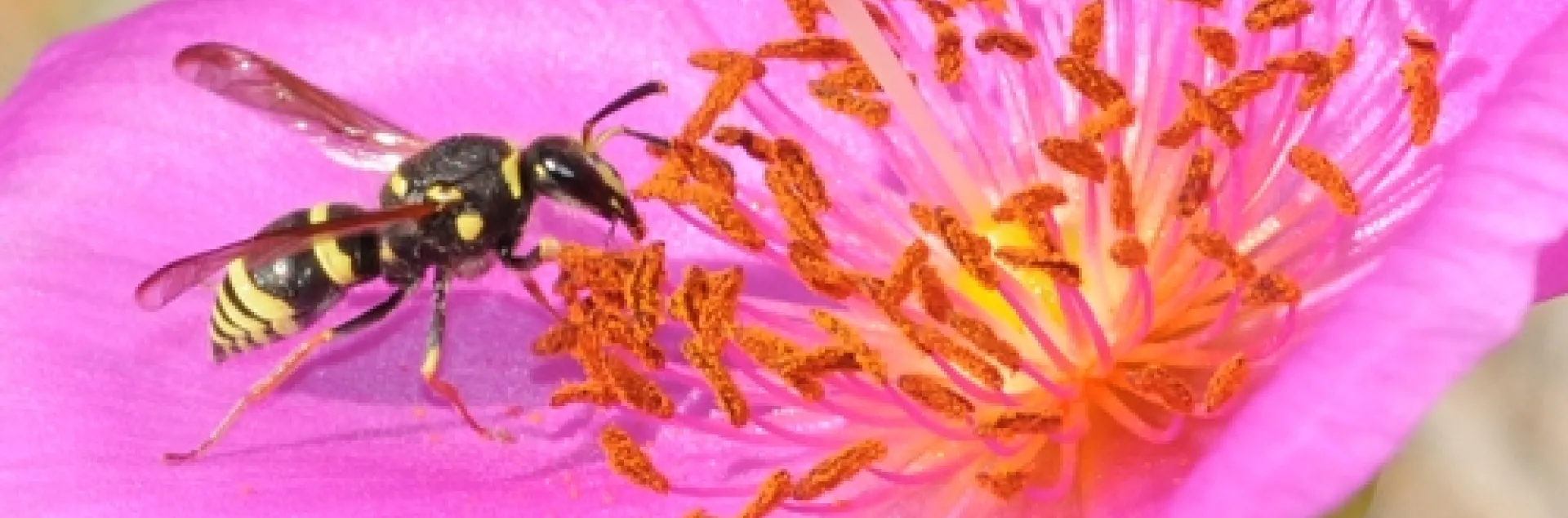 MASON WASP sipping nectar from a rock purslane. The wasp is from the family Vespidae and subfamily Eumeninae. It's probably from the genus Ancistrocerus, according to Robbin Thorp, emeritus professor of entomology at UC Davis. (Photo by Kathy Keatley Garvey)
