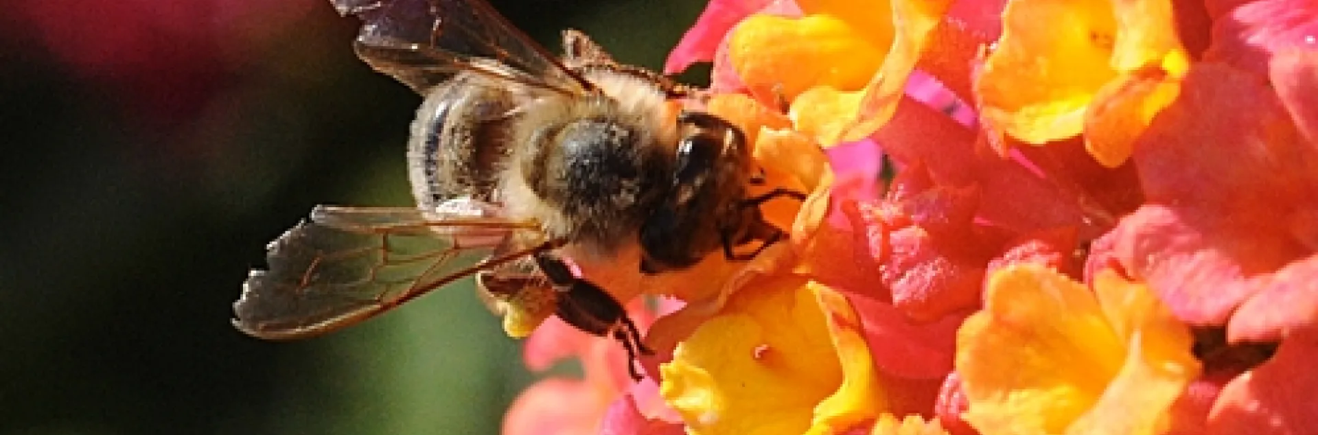RAGGED WINGS of a honey bee. She is nectaring lantana. (Photo by Kathy Keatley Garvey)