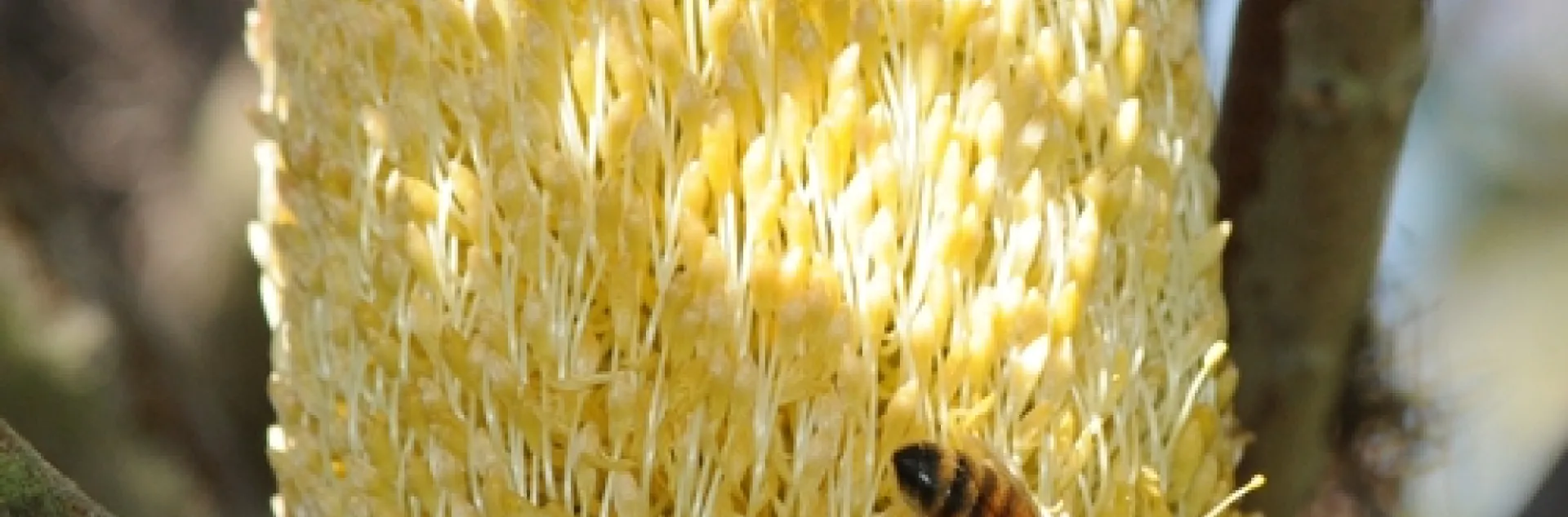 HONEY BEE nectaring a mutton bird sedge (Carex trifeda) at the UC Berkeley Botanical Garden. (Photo by Kathy Keatley Garvey)