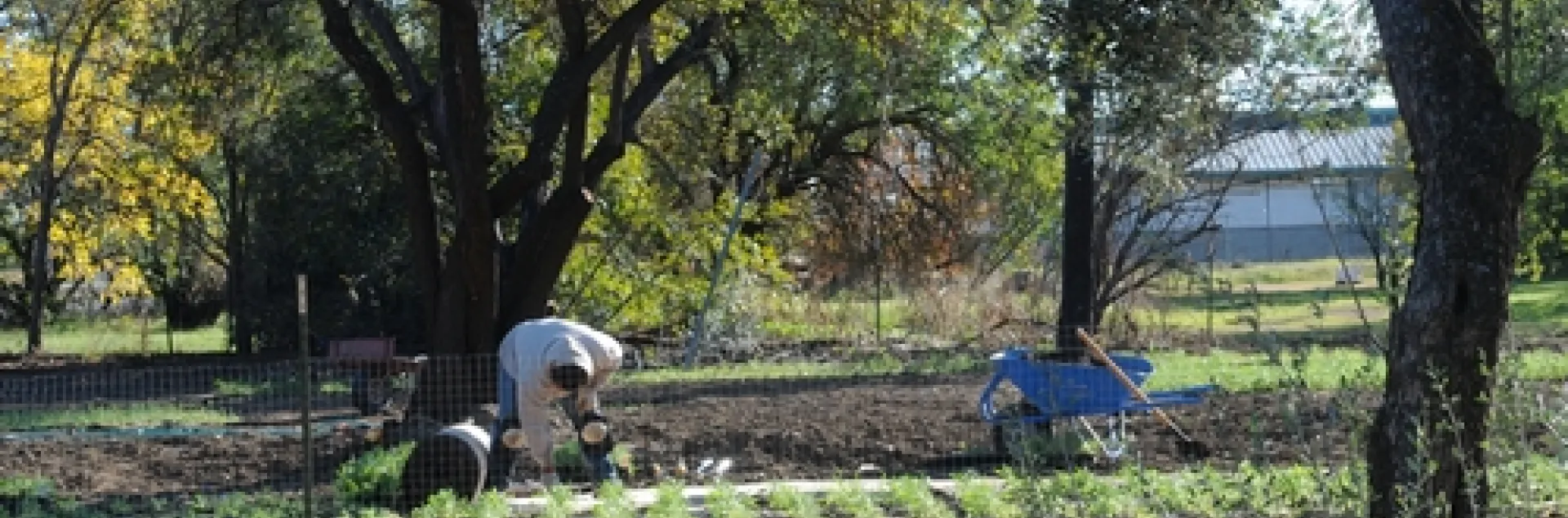 A CREW recently planted the Campus Buzzway, a quarter-acre field of golden poppies, lupine and coreoposis, on Bee Biology Road, next the the Harry H. Laidlaw Jr. Honey Bee Research Facility, UC Davis. (Photo by Kathy Keatley Garvey)