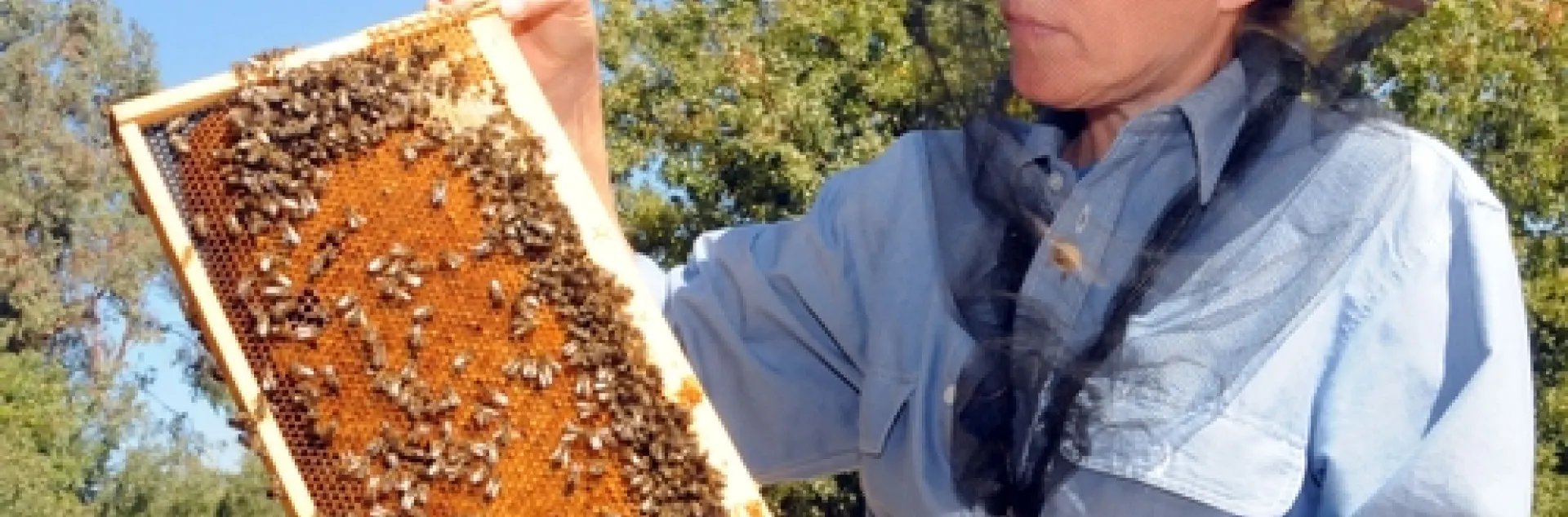BEE BREEDER-GENETICIST Susan Cobey, manager of the Harry H. Laidlaw Jr. Honey Bee Research Facility, holds a frame of bees. (Photo by Kathy Keatley Garvey)