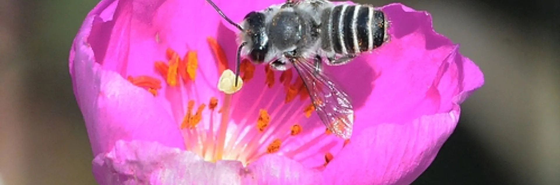 THIS is a male leafcutting bee, Megachile sp., as identified by native pollinator specialist Robbin Thorp, emeritus professor of entomology at UC Davis. It is nectaring rock purslane, which has a poppylike blossom. (Photo by Kathy Keatley Garvey)