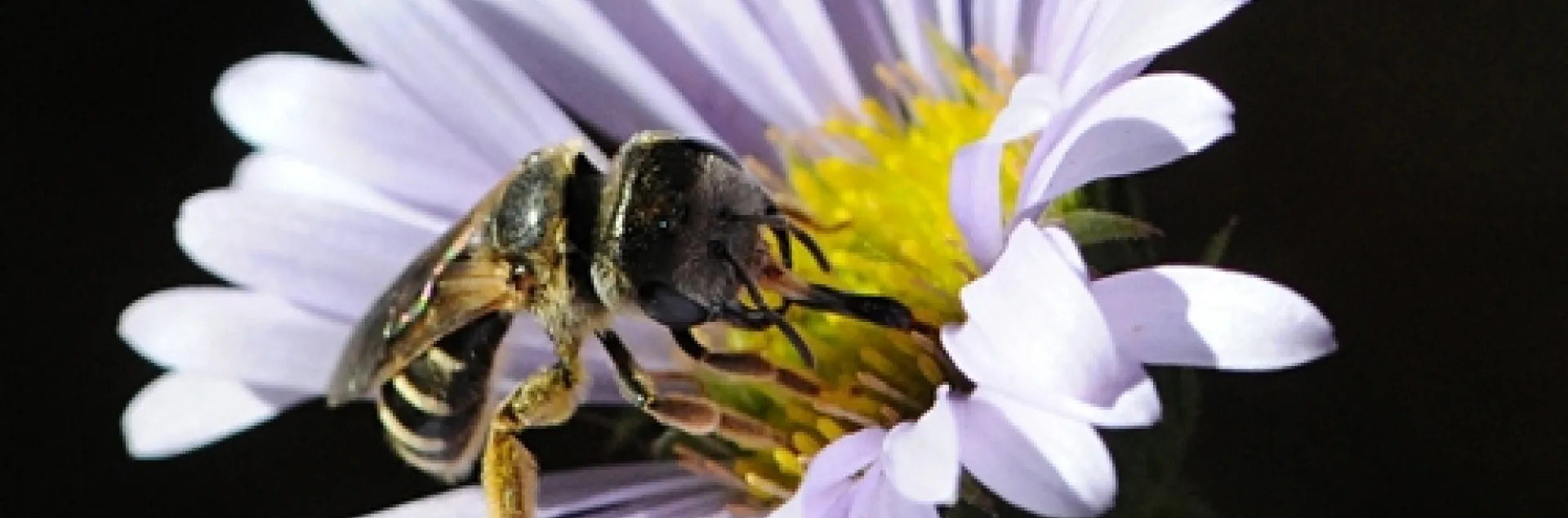 NO SWEAT--This is a female sweat bee, Halictus ligatus, in the Storer Garden, UC Davis Arboretum. (Photo by Kathy Keatley Garvey)