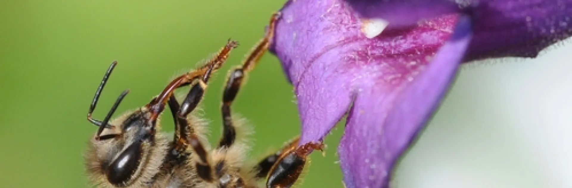 HONEY BEE cleaning her tongue was one of the images accepted in the international juried show, Insect Salon, affiliated with the Entomological Society of America. (Photo by Kathy Keatley Garvey)