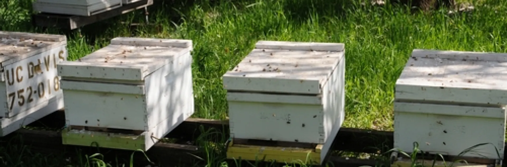 BEEKEEPING INDUSTRY is grateful to the Rev. Lorenzo Langstroth for inventing the moveable frame honey bee hive. These hives are at the Harry H. Laidlaw Jr. Honey Bee Research Facility at the University of California, Davis. (Photo by Kathy Keatley Garvey)