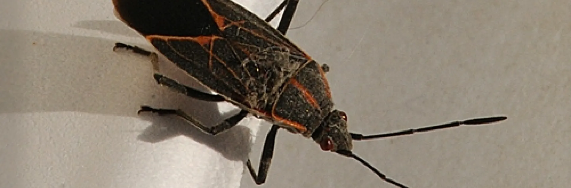 BOXELDER BUG likes to overwinter in homes and garages. (Photo by Kathy Keatley Garvey)