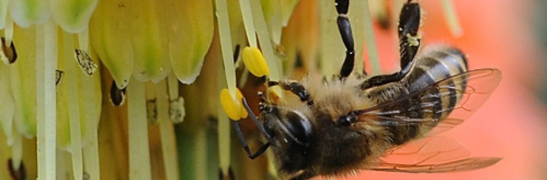 A SOLITARY HONEY BEE forages among the Christmas Cheer, also known as Knipofia "Christmas Cheer' or "red-hot poker." (Photo by Kathy Keatley Garvey)