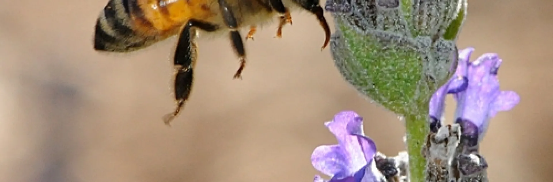 TONGUE EXTENDED in anticipation of nectar, a honey bee heads for lavender. Using the Pavlov dog method, bees can be trained to stick out their tongue, or proboscis, when they smell explosives. (Photo by Kathy Keatley Garvey)