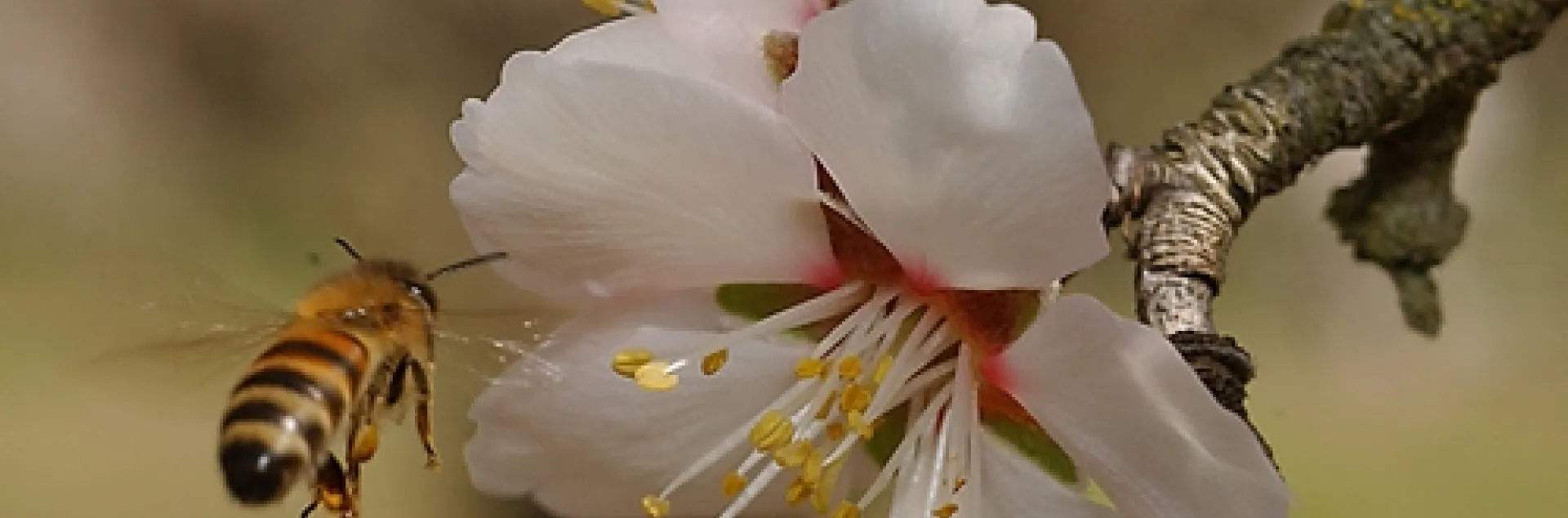 HONEY BEE makes a beeline to an almond blossom on the grounds of the Harry H. Laidlaw Jr. Honey Bee Research Facility at the University of California, Davis. California's annual almond pollination begins in February. (Photo by Kathy Keatley Garvey)