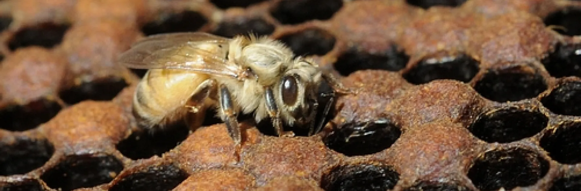 A NEWLY EMERGED BEE at the Harry H. Laidlaw Jr. Honey Bee Research Facility at the University of California, Davis. (Photo by Kathy Keatley Garvey)