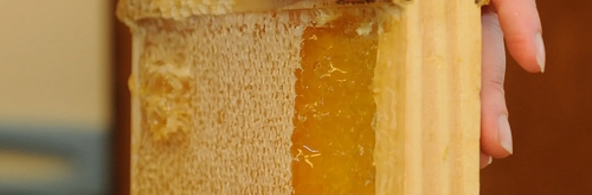 HONEY EXTRACTION at the Harry H. Laidlaw Jr. Honey Bee Research Facility, UC Davis. (Photo by Kathy Keatley Garvey)