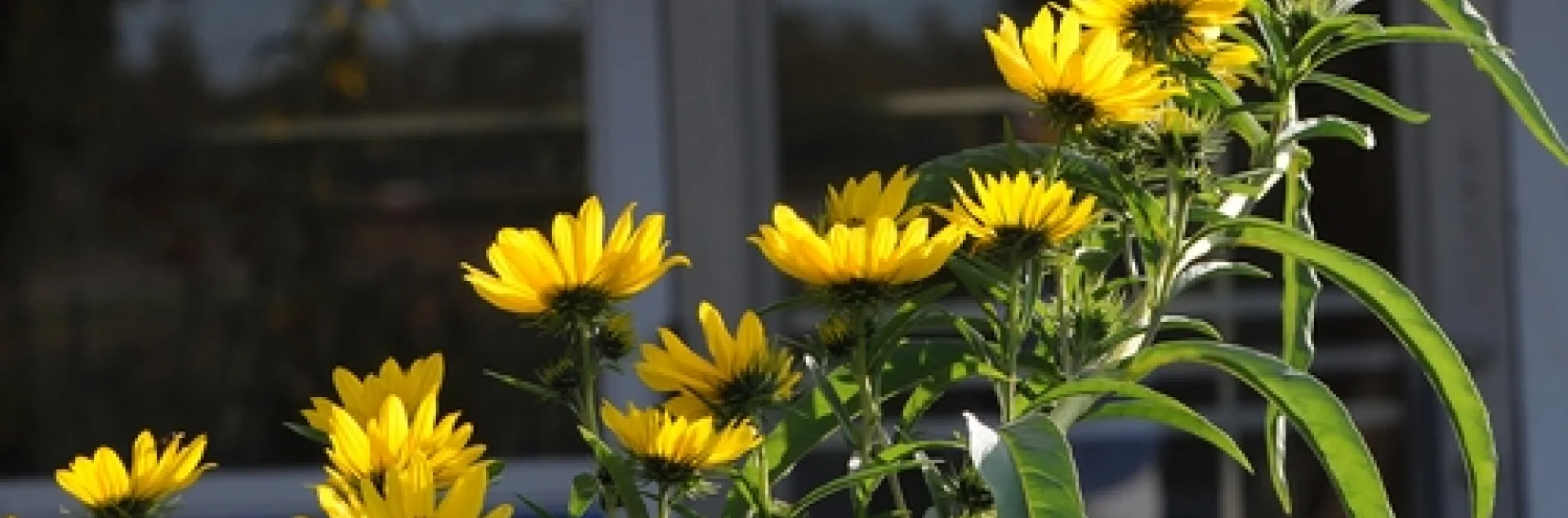 SWAMP SUNFLOWER (Helianthus angustifolius) graces the entrance to the Harry H. Laidlaw Jr. Honey Bee Research Facility at the University of California, Davis. (Photo by Kathy Keatley Garvey)