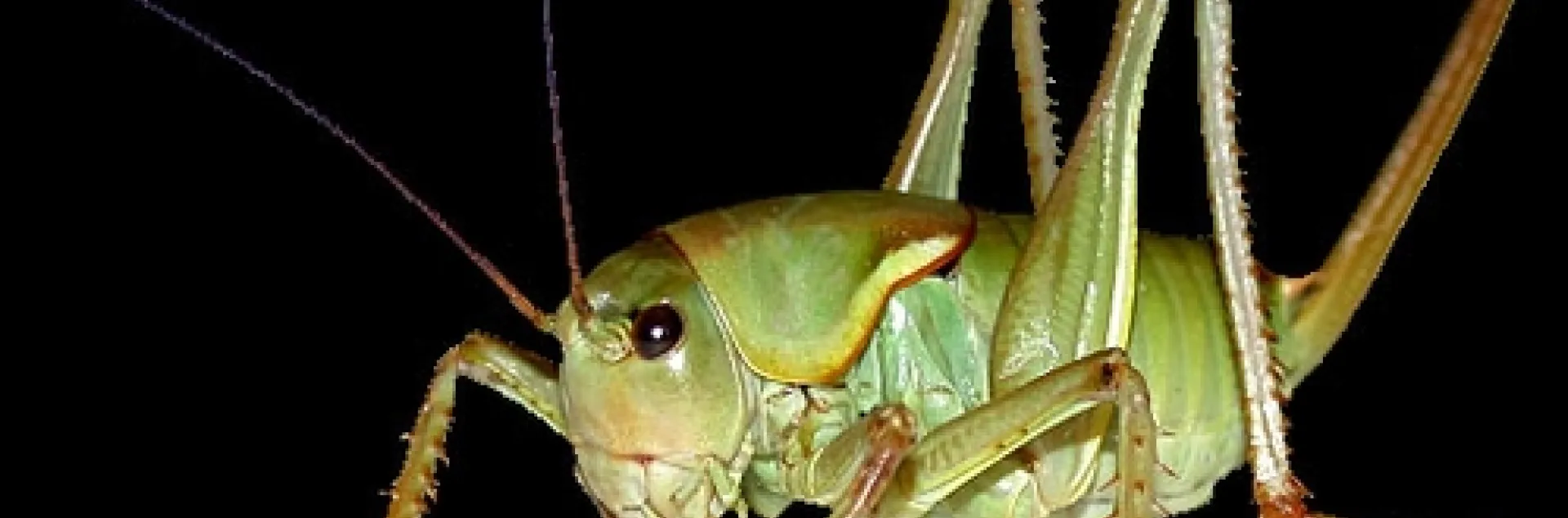 MORMON CRICKET, courtesy of Nathan Bailey of UC Riverside.